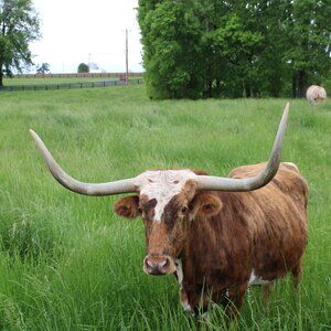 Longhorn in field